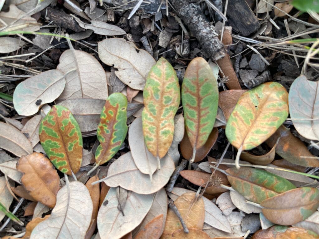 oak-wilt-identification