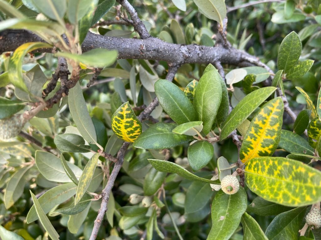 Oak wilt is a tree disease found in live oaks and red oaks. Tree Care, Arborist, Tree Surgeon, Tree Doctor. Arborist that treats Oak Wilt in Texas.