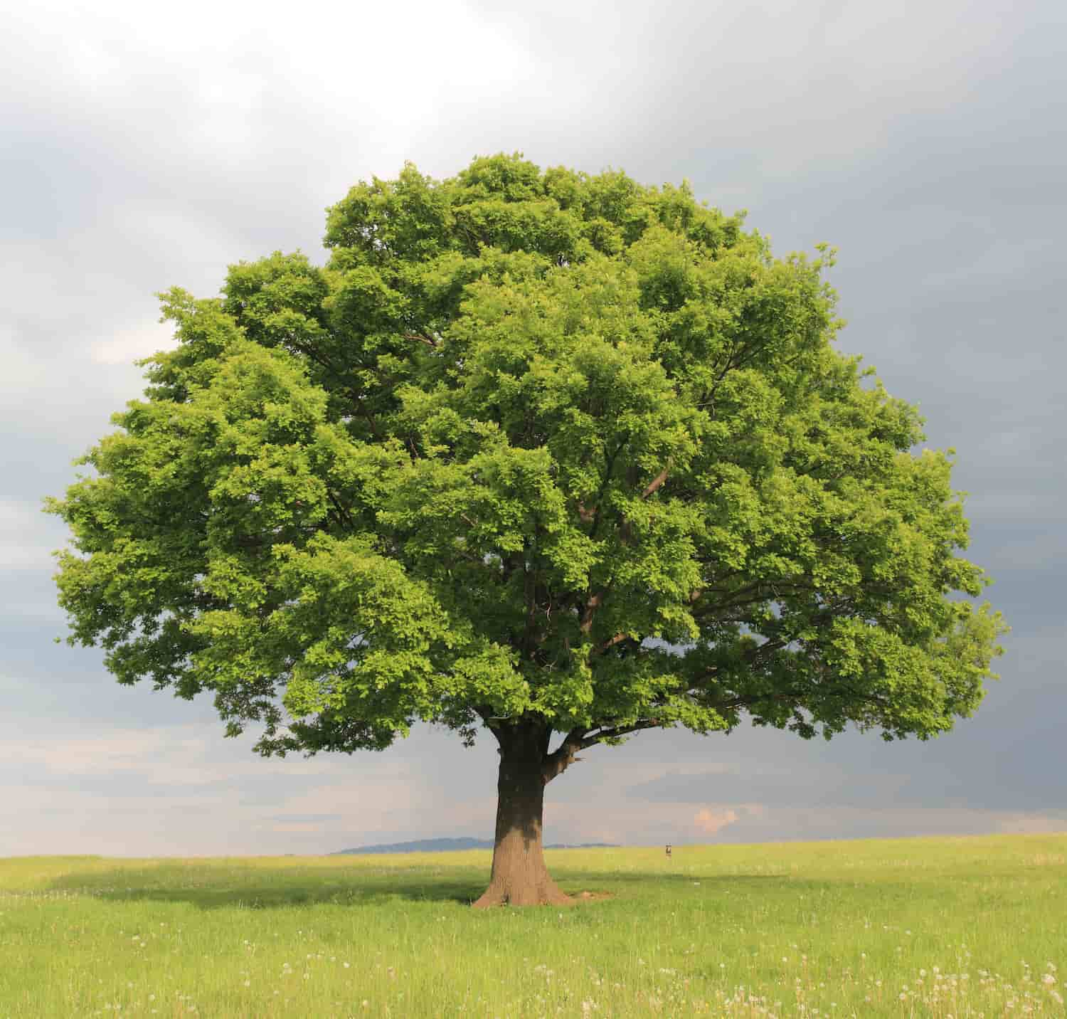 How To Trim An Oak Tree Without Killing It - Oakwiltpedia