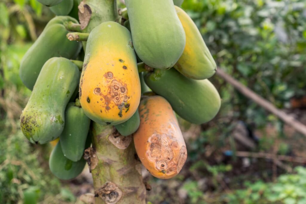 Anthracnose Disease on Fruit