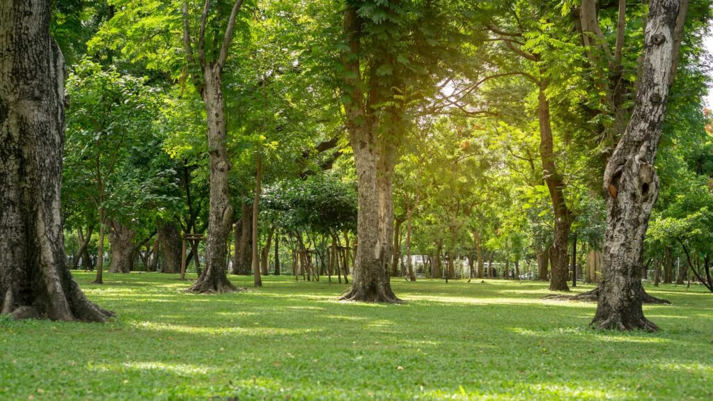 Tree Care, Arborist, Tree Surgeon, Tree Disease, Tree Health, Tree Doctor, Sick Trees, and More in Austin, TX.