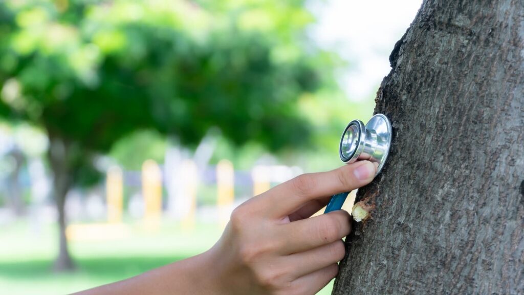 Tree Doctor North Texas