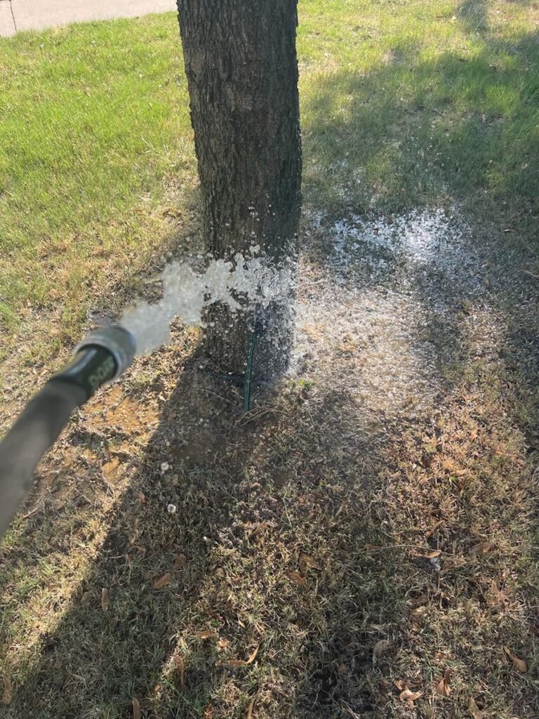 Essential Tree Watering Tips