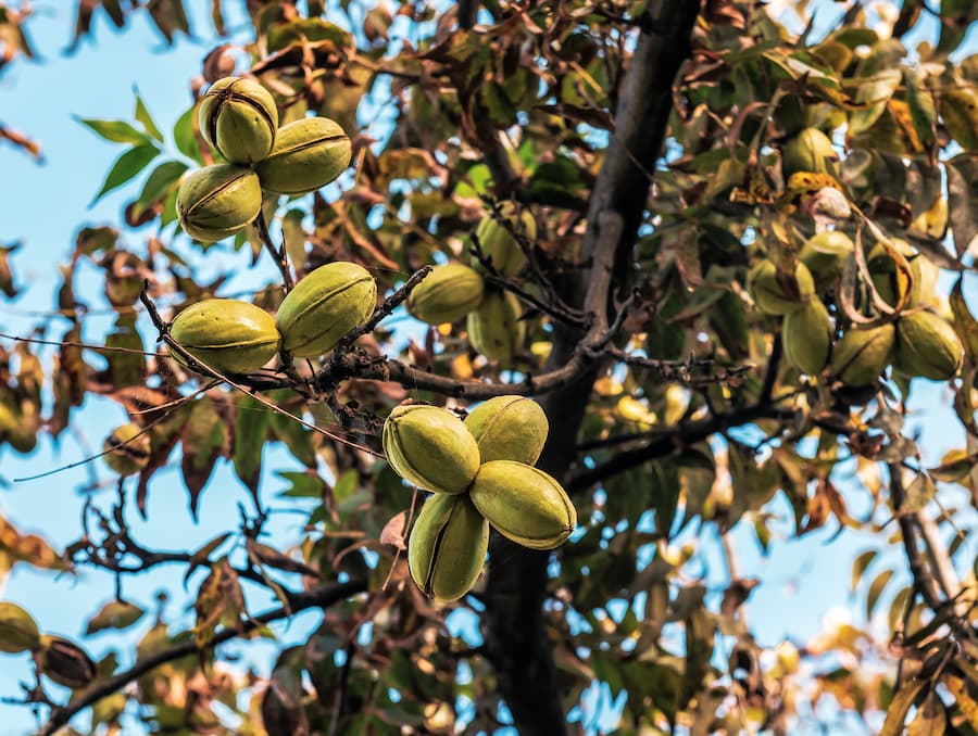 Native Fruit Trees in Texas