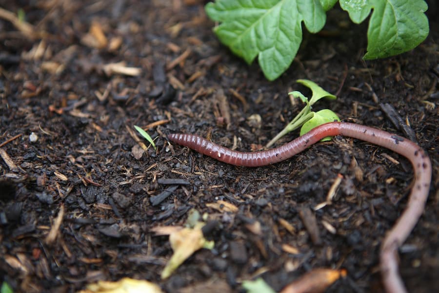 The Beneficial Role of Earthworms in Gardens
