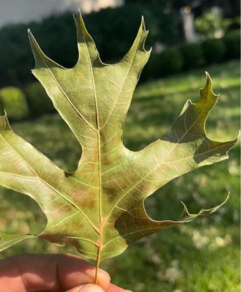 The Fascinating Phenomenon of Spring Leaf Shedding in Oak Trees