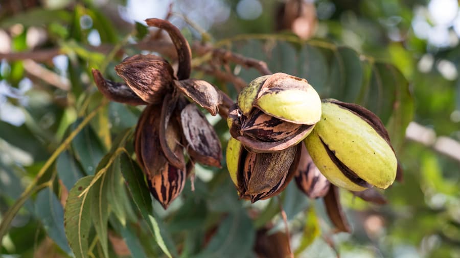 The Lifespan and Growth Stages of Pecan Trees