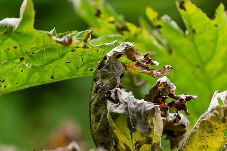 Signs of a Dying Maple Tree: Causes and Remedies - Oak Wilt