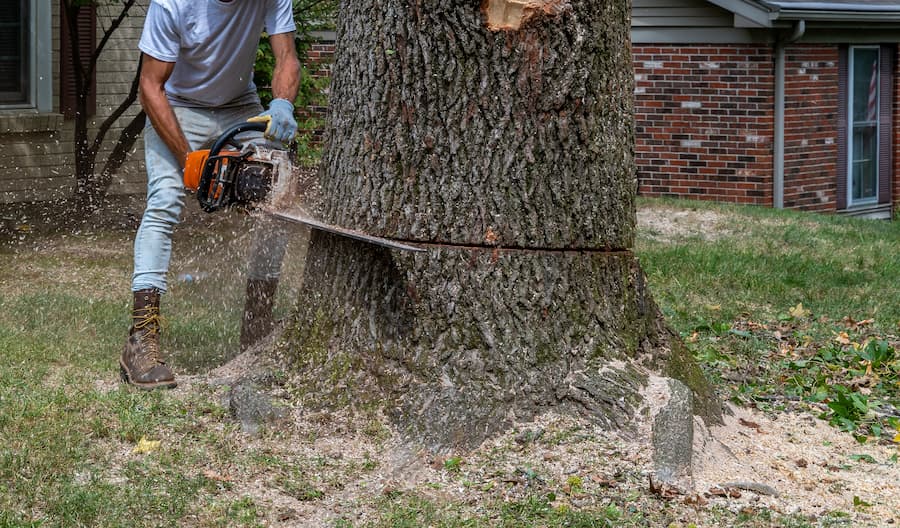 The Importance of Professional Tree Removal in Granbury