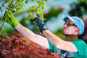 The Importance of Tree Plant Health Care