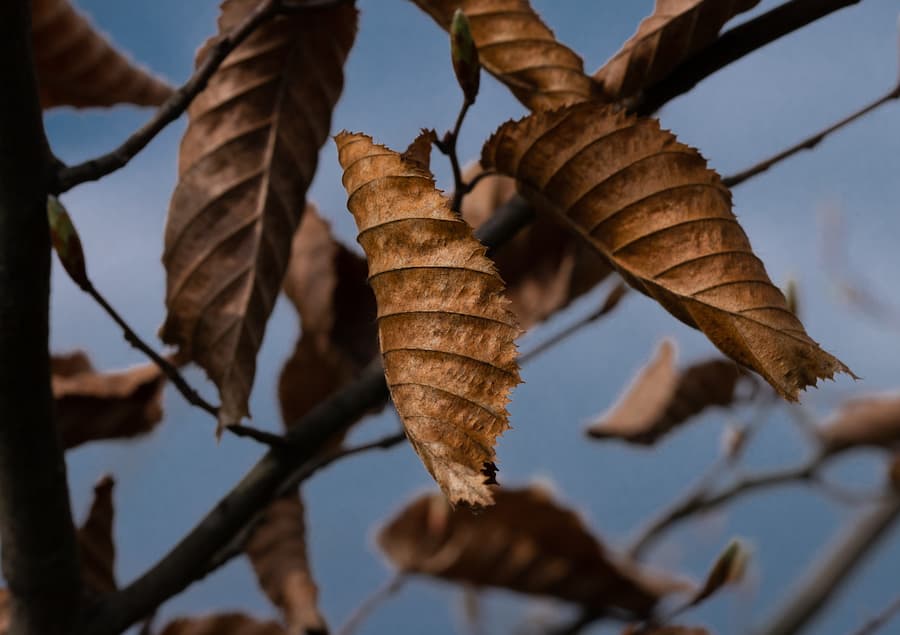 Understanding Brown Leaves on Trees