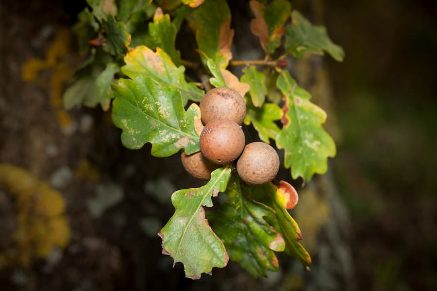 Understanding Oak Galls